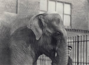 Elefante asiático con cuidador, Zoológico de Londres, 1914 de Frederick William Bond